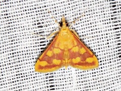 Pyrausta phoenicealis