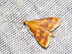 Pyrausta phoenicealis