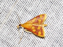 Pyrausta phoenicealis