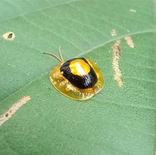 Charidotis circumducta
