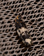 Basitropis relicta