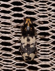 Basitropis relicta