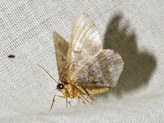 Chiasmia confuscata