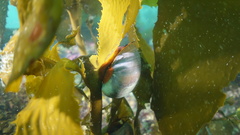 Eisenia arborea