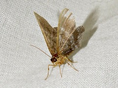 Chiasmia confuscata
