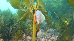 Eisenia arborea