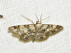 Idaea fumilinea