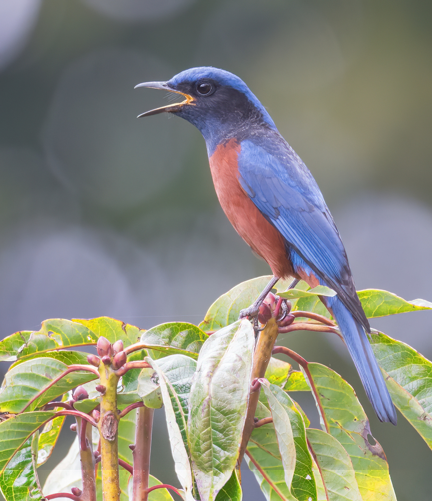 Chestnut-bellied Rock-Thrush photo