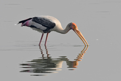 Mycteria leucocephala