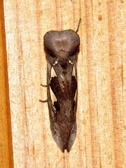 Antiophlebia bracteata
