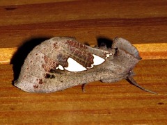 Antiophlebia bracteata