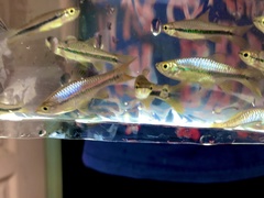 Rasbora einthovenii