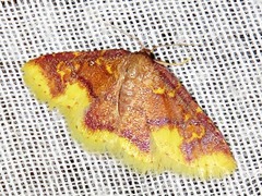 Syngatha latiflavaria