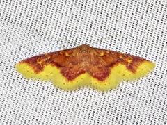Syngatha latiflavaria