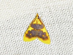 Sameodesma xanthocraspia