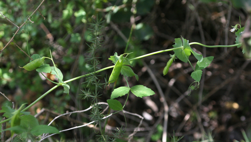 Lathyrus fulvus, photograph 4