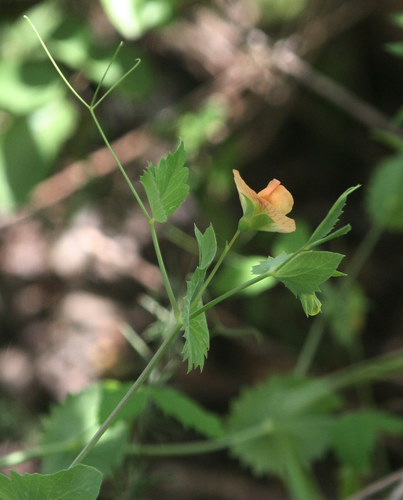 Lathyrus fulvus, photograph 5