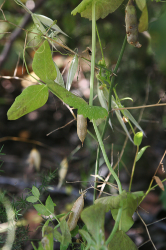 Lathyrus fulvus, photograph 6