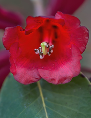 Rhododendron thomsonii