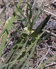 Vincetoxicum sibiricum