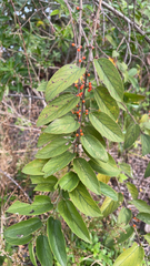 Trema micrantha floridana