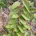 Trema micrantha floridana - Photo (c) caitlakh, algunos derechos reservados (CC BY-NC)