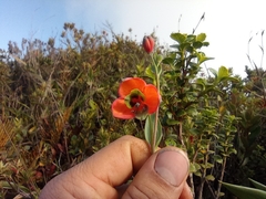 Bomarea pauciflora