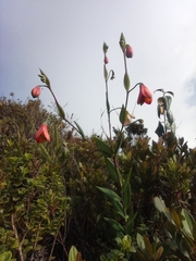 Bomarea pauciflora