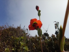 Bomarea pauciflora