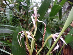 Maxillaria speciosa