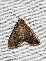 Condica capensis