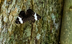 Ectima thecla thecla