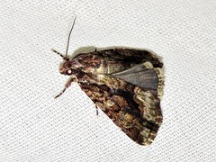 Iambia inferalis
