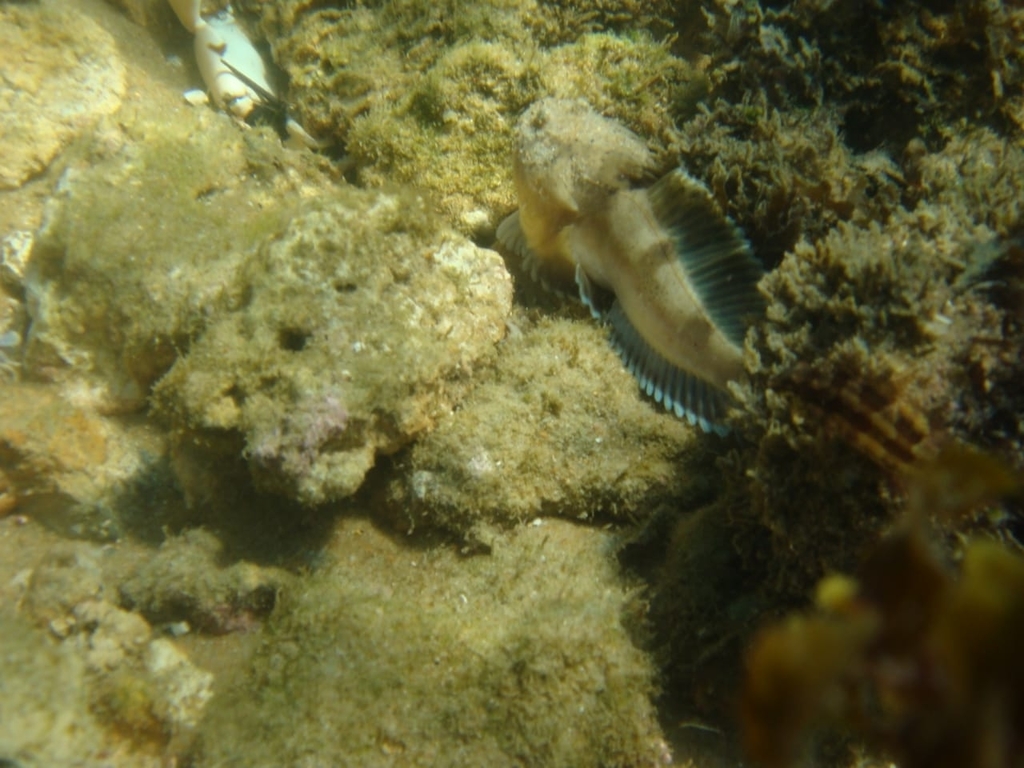 Natterer's gifpadvis (Thalassophryne nattereri) — Batrachoididae