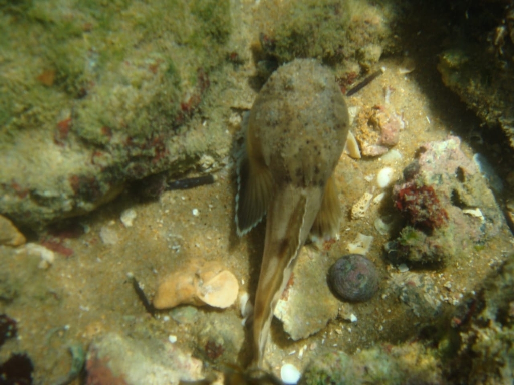 Niquim toadfish (Thalassophryne nattereri) — Batrachoididae