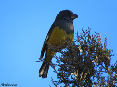 Mycerobas carnipes