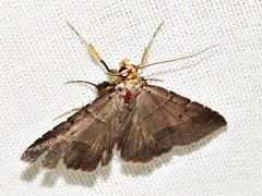 Plecoptera melalepis