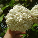 Fragrant Snowball Viburnum - Photo (c) Stephen Thorpe, some rights reserved (CC BY-NC), uploaded by Stephen Thorpe