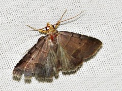 Plecoptera melalepis