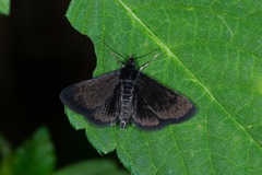 Pyrausta coracinalis