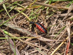 Pseudomeloe collegialis