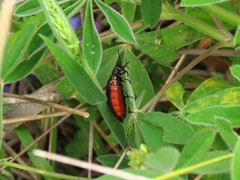 Pseudomeloe collegialis