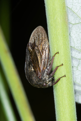 Centrotus