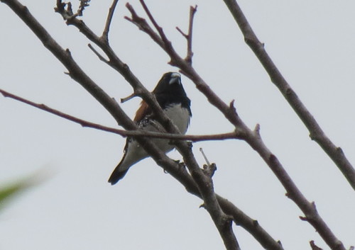 Black-and-white Mannikin (Spermestes bicolor), photo 3