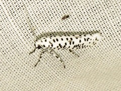 Yponomeuta strigillatus