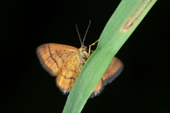 Idaea flaveolaria