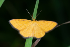 Idaea flaveolaria