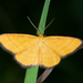 Idaea flaveolaria - Photo (c) salvatore_infanti, algunos derechos reservados (CC BY-NC), subido por salvatore_infanti