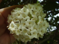 Viburnum carlcephalum