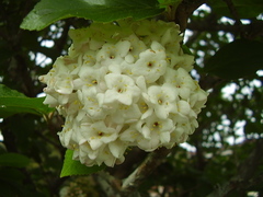 Viburnum carlcephalum